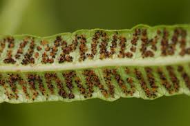 Image result for Ampelopteris