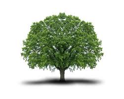 Résultat de recherche d'images pour "ARBRE"