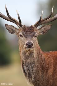 Red Deer Portrait By Steve Mackay On 500px Deer Photos Red Deer Deer