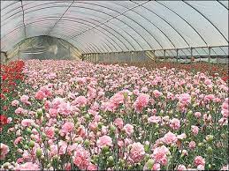 Carnation Growing Carnations Fragrant Flowers June Wedding