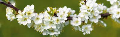 Obstbäume müssen keine runde krone haben. Obstbaume Richtig Schneiden Manufactum Gartenjahr