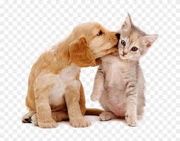 If you are planning to go out of town, this is the service for you! Pet Sitting Pet Sitter Prices Cleveland Oh Hd Png Download 770x662 2179583 Pngfind