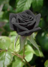 Gallery For Natural Black Rose Turkey Sementes De Flores Rosas Pretas Flores Exoticas