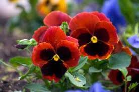 Featuring same day flower delivery to canada. 20 Most Popular Flowers To Grow In A Garden Gardening Channel