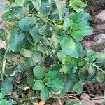 Image result for Clutia pulchella