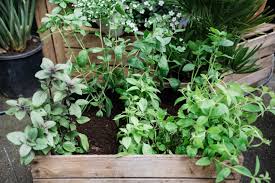 Anbauplan Und Gartenkalender Fur Balkon Und Terrasse Osmers Garten Pflanzen Pflanzen Erkennen Gartenkalender
