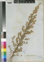 Image result for Laggera decurrens