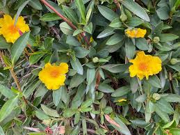 Image result for Hibbertia