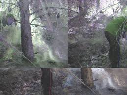 دعني اهاجر كي اعيش مكرما. 2 Tree Ø§Ù„Ø°Ù‡Ø§Ø¨