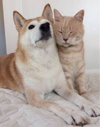 Maybe you would like to learn more about one of these? Daily Dose Of Cute Cat And Dog Are The Best Cuddle Buddies Video Cattime Dog Cuddles Pets Cuddling Dog Cat