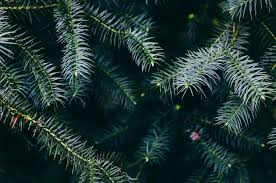 Somewhat Magic Somewhat Glitter Pines Found In Hamburg Loki Schmidt Botanical Garden Botanical Gardens Botanical Plant Leaves