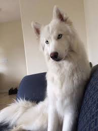 Pin By John Van Dyk On Animals White Siberian Husky Siberian Husky Dog Dogs