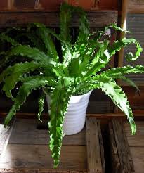 Birds Nest Fern Medium Care House Plants Indoor Plants Inside Garden