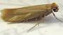 Types Of Moths In My House