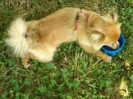 Maybe you would like to learn more about one of these? My Pomeranian S Fur Grew Back Untying My Hands