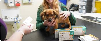 Parasite Prevention Treatments | Milton Keynes Vets