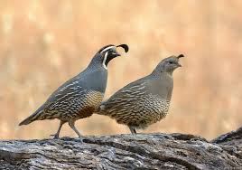 The Quail Couple Animal Photography Bird Species Animals