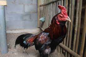 Viral, gambar ayam kedua versi geprek bensu tak izin ke desainer asli? 4 Jenis Ayam Pama Iq Original Mangon Mathai Gostan Makhoy