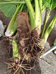 Image result for Elephantorrhiza suffruticosa