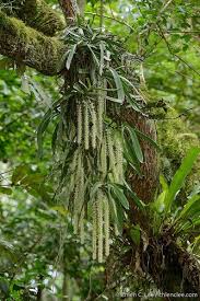 Image result for Diaphananthe