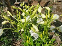 Image result for Crinum moorei
