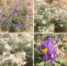 Image result for Solanum schumannianum