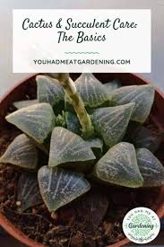 To grow a mini cactus, find a sunny spot and water the cactus only twice per month. How To Care For Succulents And Cacti Indoors Plant Help Yhmag
