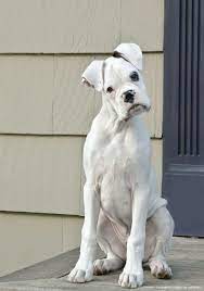 900 White Boxers Ideas Boxer Dogs White Boxers Boxer Puppies
