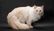 RagaMuffin Cat & Kittens for Adoption - RagaMuffin Cat World