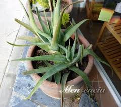 Que es y para que sirve aloe? Como Obtener El Aloe Vera De La Planta Repara Las Cicatrices Del Afeitado De Forma Natural Y Barata