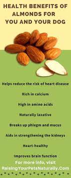 Can Dogs Eat Almonds Health Benefits Of Almonds Almond Benefits Make Dog Food