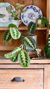 Image result for Maranthes floribunda