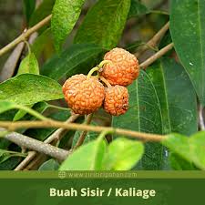 Ummnya berwarna hijau, tipis, dan permukaannya lebar. Ciri Ciri Pohon Sisir Kaliage Maclura Cochinchinensis Di Alam Liar Ciriciripohon Com