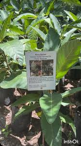 Image result for Brachystegia bussei