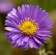 Image result for Aster