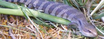 Wildlife Warriors - Unlike Other Reptiles, Blue-Tongue Lizards Do Not Lay  Eggs. Instead, They Give Birth To Live Young. We Think Blue-Tongue Babies  Are Just The Sweetest, Don'T You?! | Facebook