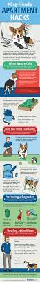 Dog Friendly Apartment Hacks Tips Forrent Dog Friendly Apartments Dog Friends Dog Training Obedience