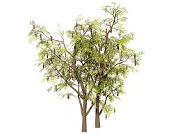 Image result for Acacia brevispica