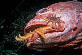 Image result for Pycnobotrya