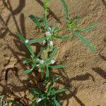 Image result for Gisekia pharnaceoides