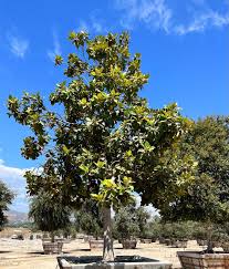 Image result for Xymalos