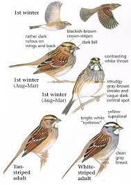 Tan Bird With Black And White Wings White Throated Sparrow Google Search Bird Drawings Birds Painting Bird Pictures