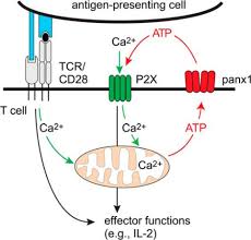 In a plant cell mitochondria highest amounts of atp is produced in the. Mitochondria Are Gate Keepers Of T Cell Function By Producing The Atp That Drives Purinergic Signaling Journal Of Biological Chemistry