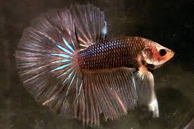 We All Have Bettas Show Them Off Tropical Fish Forums At The Age Of Aquariums Betta Tropical Fish Beautiful Fish