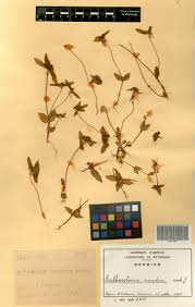 Image result for Antherotoma naudinii