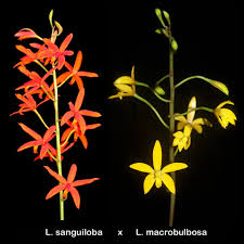 Image result for Lankesteria alba