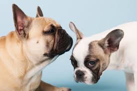 While many of these health problems are genetic, meaning they can be prevented by selective breeding of only the best dogs. 11 Facts About French Bulldogs Mental Floss