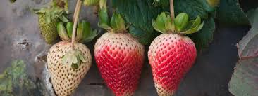 Plus, they're very rewarding because the taste is far more flavorful than what you'll ever find in a. Companion Planting For Strawberries Insteading
