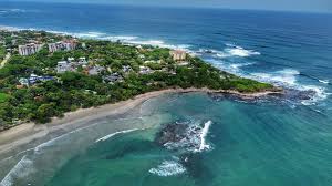 Image result for Nicolasia costata