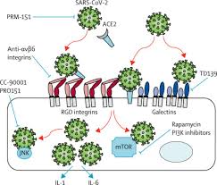 Pulmonary Fibrosis And Covid 19 The Potential Role For Antifibrotic Therapy The Lancet Respiratory Medicine